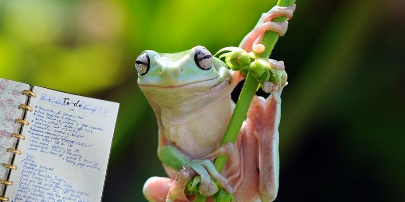Close up of a tree frog with a cut out planner page as banner image for the Eat the Frog Technique