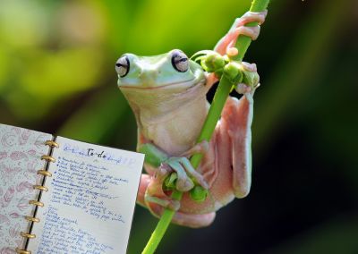 Eat the Frog: The Simple Productivity Technique That Helps You Get More Done (Without Burning Out)